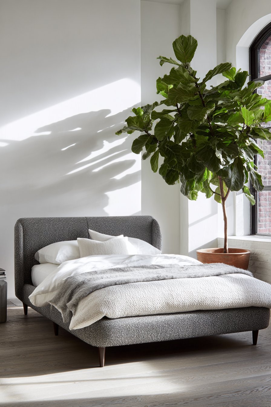 Charcoal bouclé upholstered bed with walnut legs, white matelassé coverlet and large fiddle leaf fig in a terracotta pot